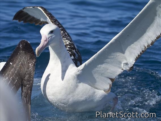 Antipodean Albatross (Diomedea antipodensis)