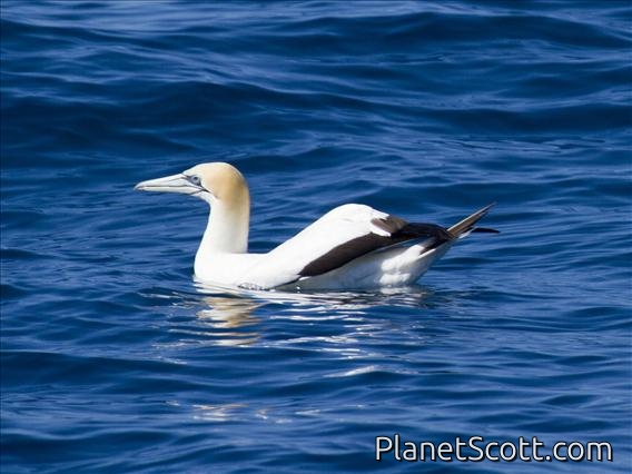 Australian Gannet (Morus serrator)