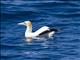 Australian Gannet (Morus serrator)