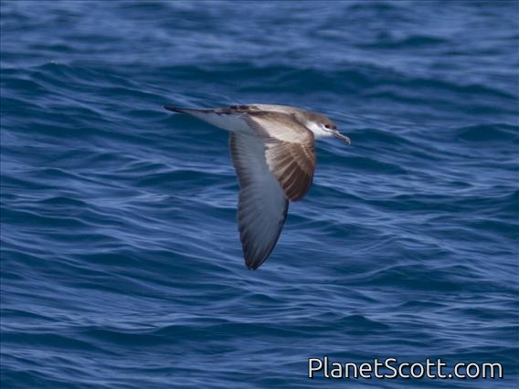 Buller's Shearwater (Ardenna bulleri)