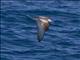 Bullers Shearwater (Ardenna bulleri)
