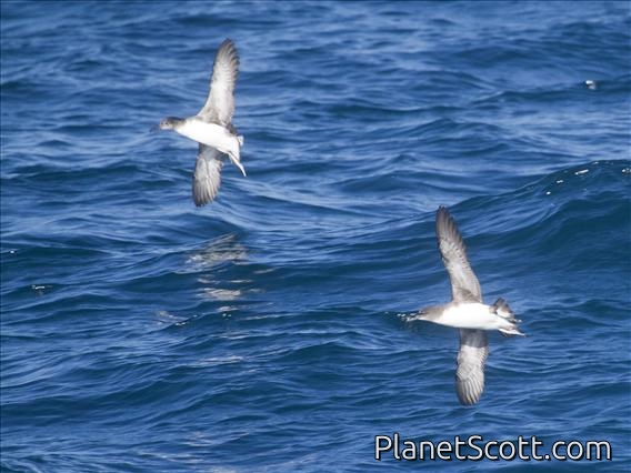 Hutton's Shearwater (Puffinus huttoni)