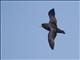 White-chinned Petrel (Procellaria aequinoctialis)