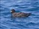 Westland Petrel (Procellaria westlandica)