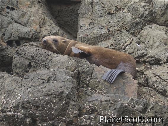 New Zealand Fur Seal (Arctocephalus forsteri)