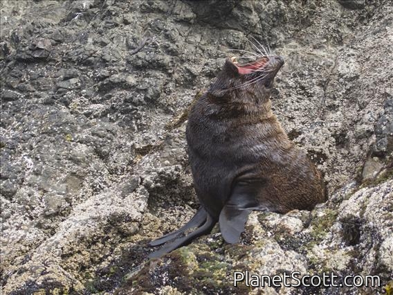 New Zealand Fur Seal (Arctocephalus forsteri)
