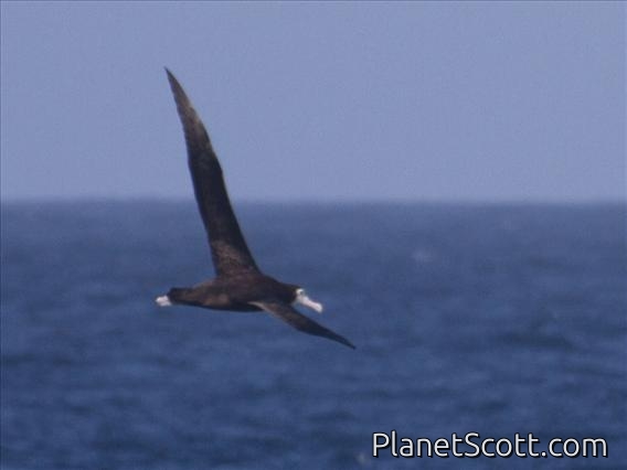 Wandering Albatross (Diomedea exulans) - Juvenile