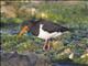 South Island Oystercatcher (Haematopus finschi)