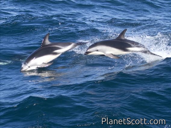 Dusky Dolphin (Lagenorhynchus obscurus)