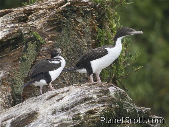 Rough-faced Shag (Phalacrocorax carunculatus)