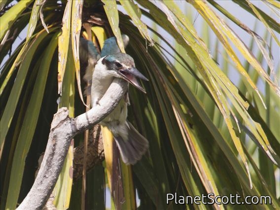 Sacred Kingfisher (Todirhamphus sanctus)