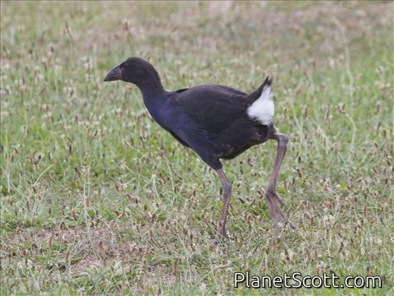 Purple Swamphen (Porphyrio melanotus) - Juvenile