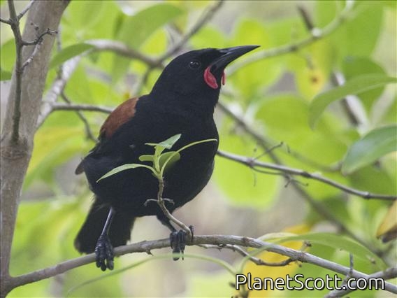 Saddleback (Philesturnus rufusater) - North Island