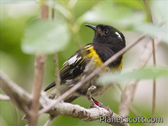 Stitchbird (Notiomystis cincta)