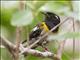 Stitchbird (Notiomystis cincta)