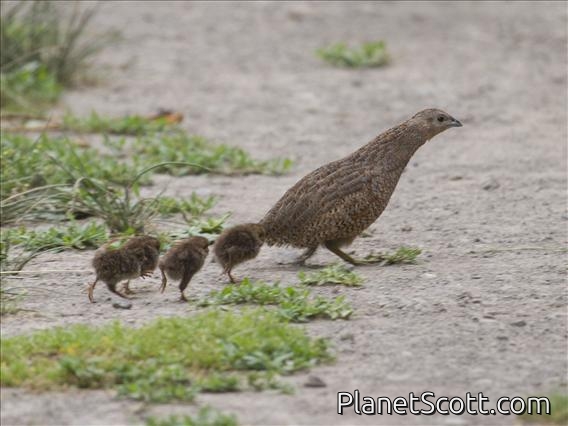 Brown Quail (Synoicus ypsilophorus)