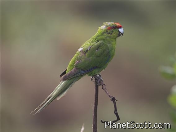 Red-crowned Parakeet (Cyanoramphus novaezelandiae)