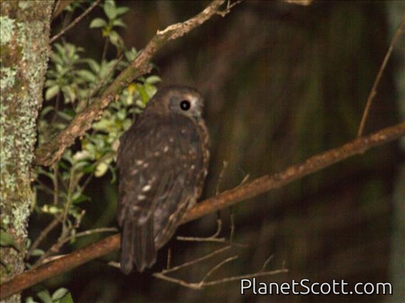 Morepork (Ninox novaeseelandiae)