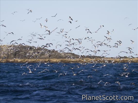 Gulls