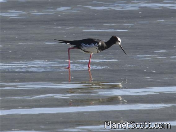 Black Stilt (Himantopus novaezelandiae)