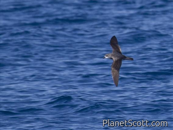 Pycroft's Petrel (Pterodroma pycrofti)