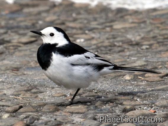 White Wagtail (Motacilla alba lugens)