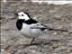 White Wagtail (Motacilla alba lugens)