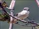 Eastern Orphean Warbler (Sylvia crassirostris)