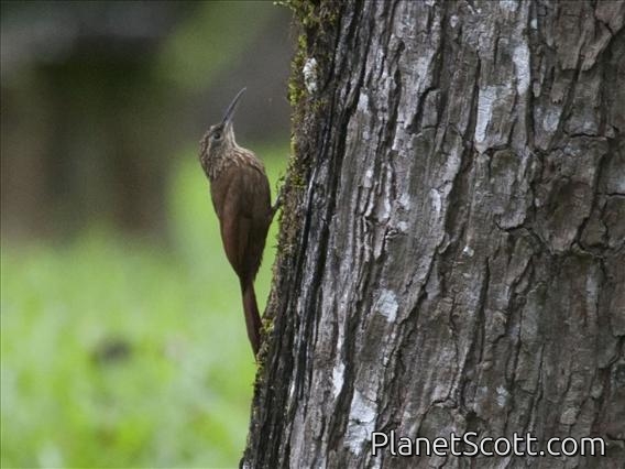 Cocoa Woodcreeper (Xiphorhynchus susurrans)