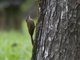 Cocoa Woodcreeper (Xiphorhynchus susurrans)