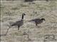 Cackling Goose (Branta hutchinsii)