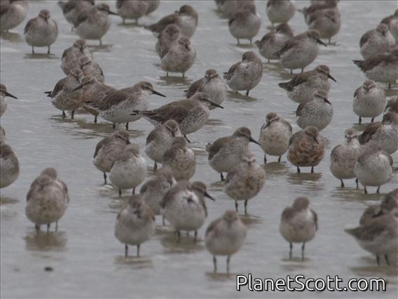 Red Knot (Calidris canutus)