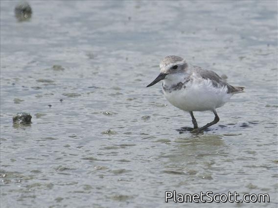 Wrybill (Anarhynchus frontalis)