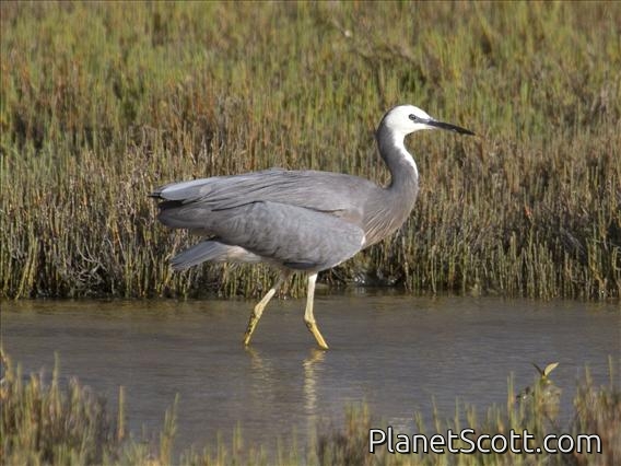 White-faced Heron (Egretta novaehollandiae)
