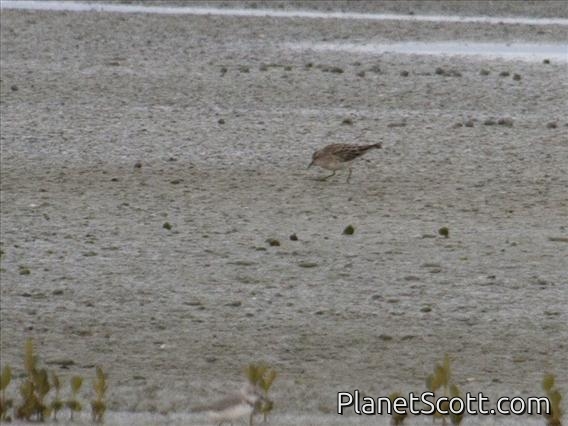 Sharp-tailed Sandpiper (Calidris acuminata)