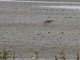 Sharp-tailed Sandpiper (Calidris acuminata)