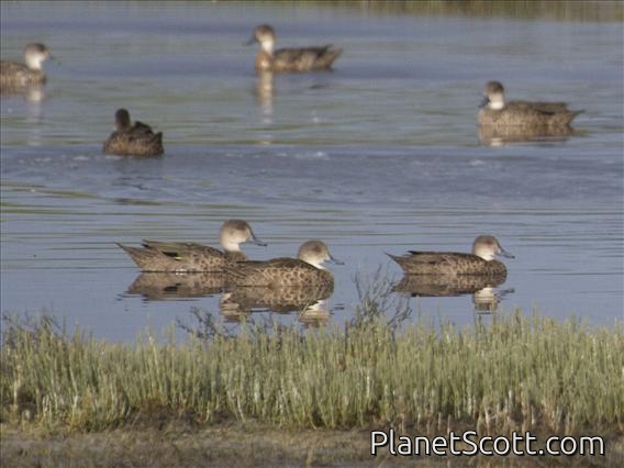 Gray Teal (Anas gracilis)