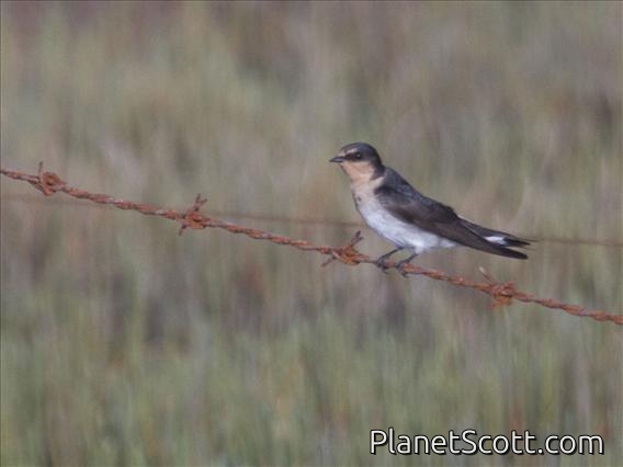 Welcome Swallow (Hirundo neoxena)