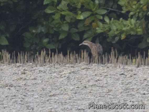 Buff-banded Rail (Gallirallus philippensis)