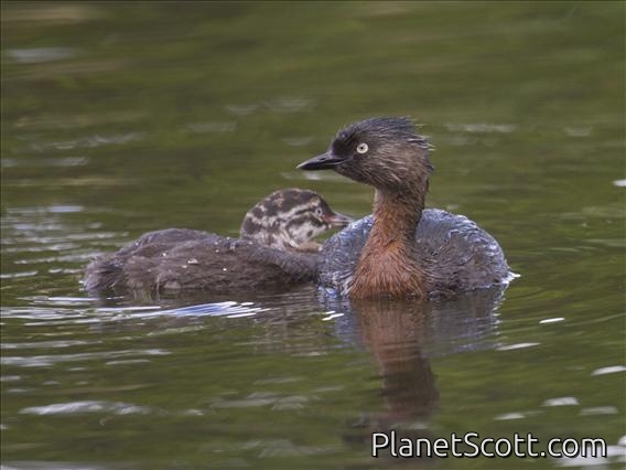 New Zealand Grebe (Poliocephalus rufopectus)