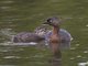New Zealand Grebe (Poliocephalus rufopectus)