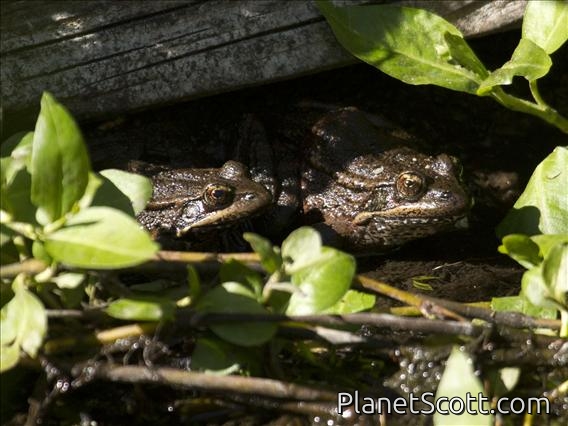 California Red-legged Frog (Rana draytonii)