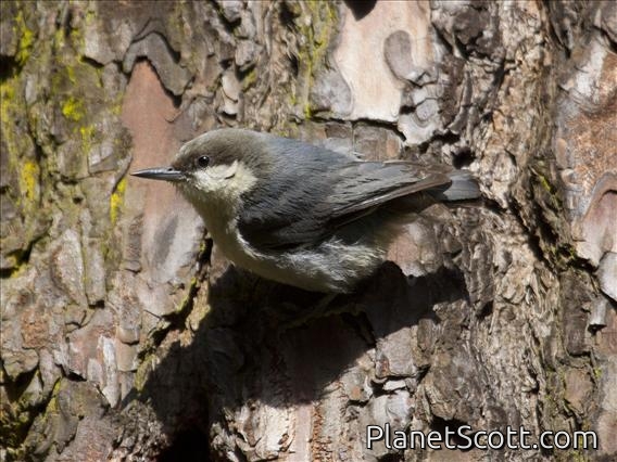 Pygmy Nuthatch (Sitta pygmaea)