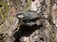 Pygmy Nuthatch (Sitta pygmaea)