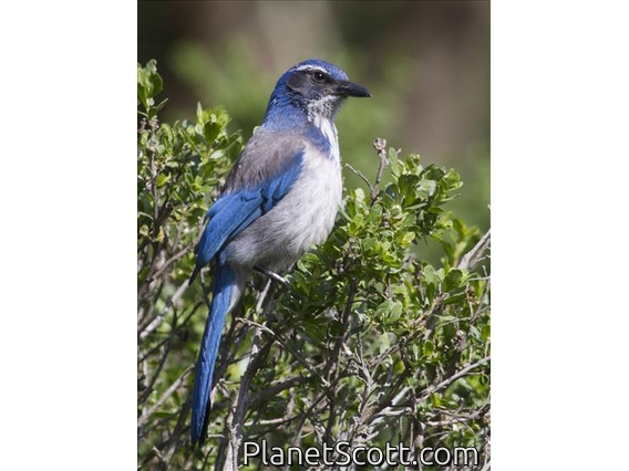 Western Scrub-Jay (Aphelocoma californica)