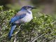 Western Scrub-Jay (Aphelocoma californica)