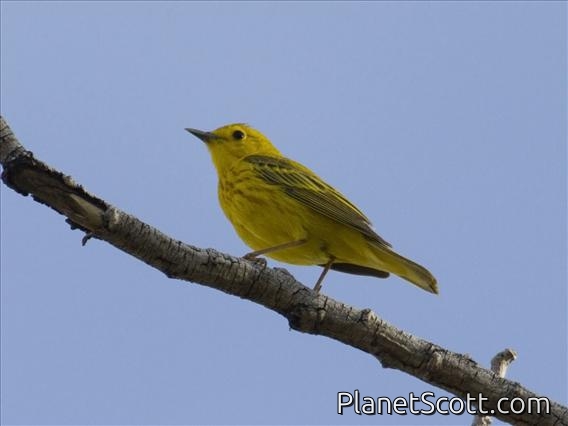 Yellow Warbler (Setophaga petechia)