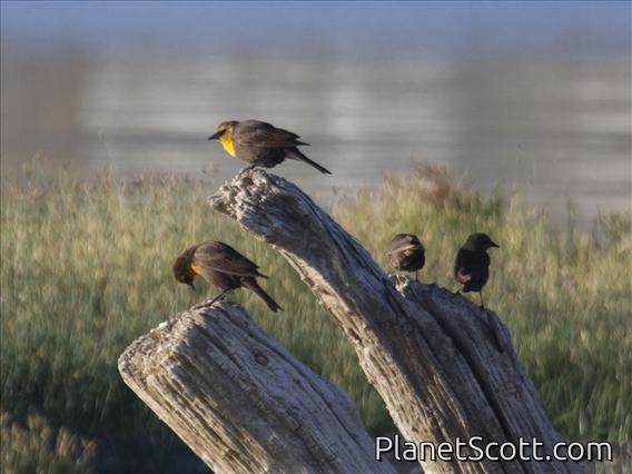 Yellow-headed Blackbird (Xanthocephalus xanthocephalus)