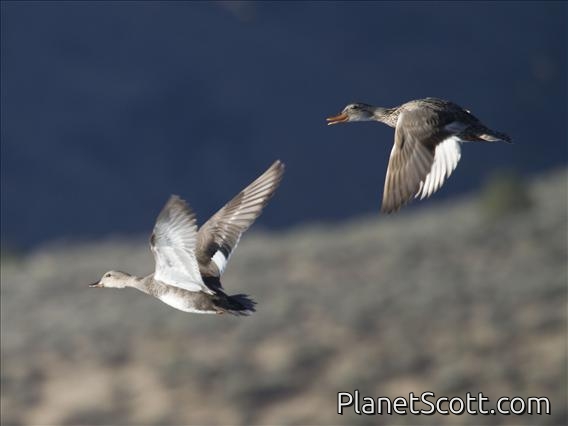 Gadwall (Mareca strepera)