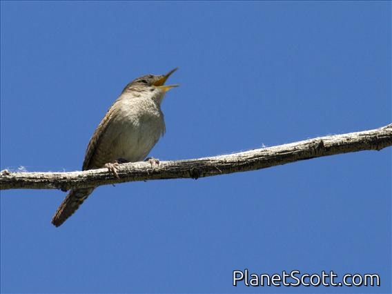 House Wren (Troglodytes aedon)